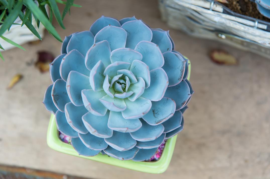 藍石蓮有什么特點,冬天耐凍嗎?