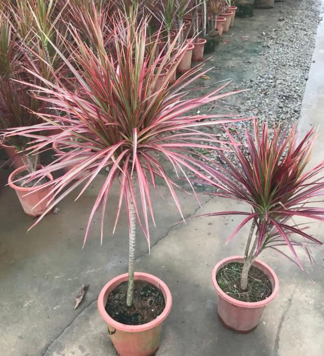 馬尾鐵耐寒嗎,冬天怎么養護?