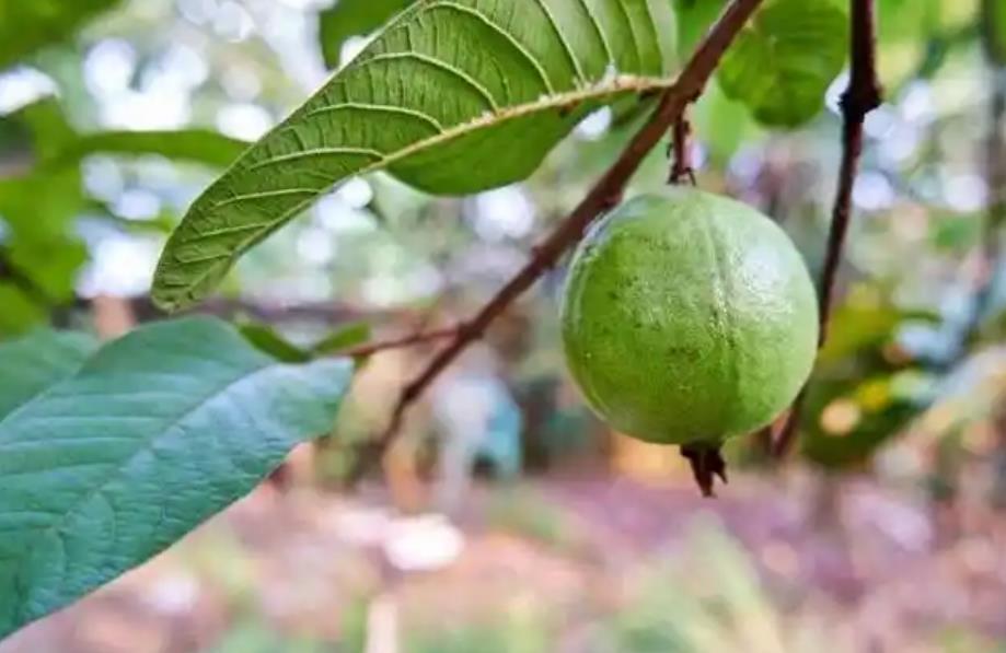 新鮮芭樂果的味道、口感與種植產地介紹