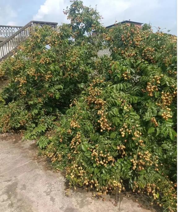 種植黃皮果樹什么時(shí)候施肥最佳?