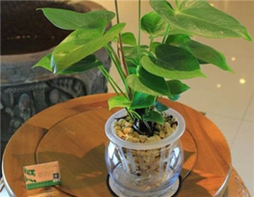 紅掌為什么不開花