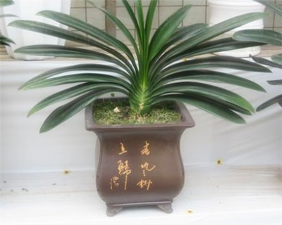 君子蘭不開(kāi)花怎么辦