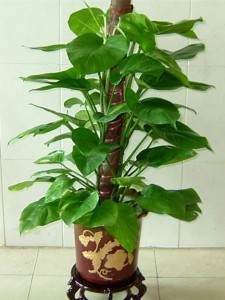 怎樣制作綠蘿圖騰柱
