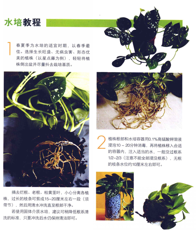 綠蘿水培方法圖解,圖文并茂給你一個全新的水培方法步驟