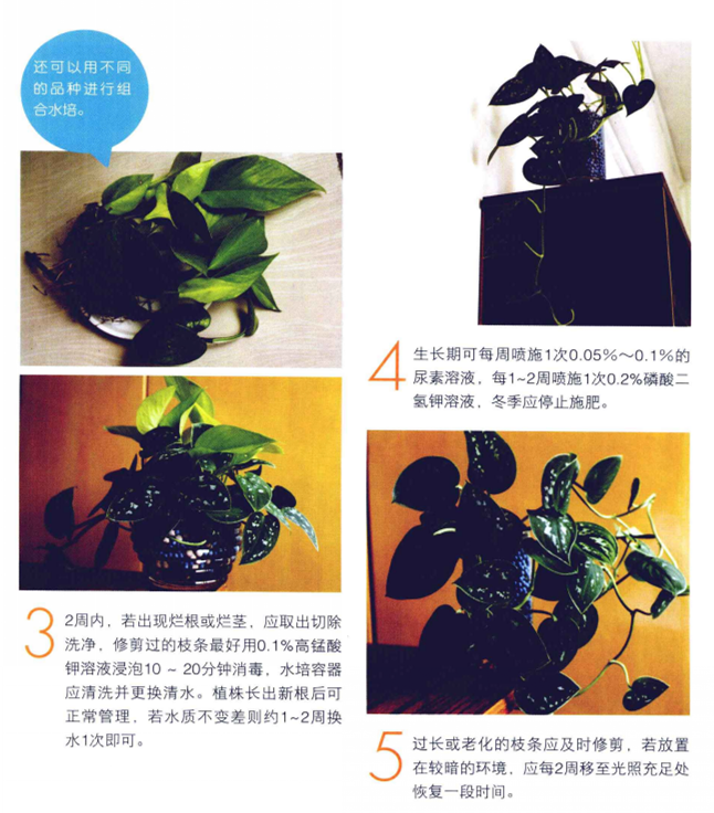 綠蘿水培方法圖解,圖文并茂給你一個全新的水培方法步驟