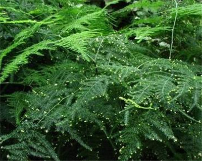 文竹種子的養殖方法