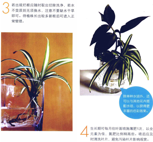 水培吊蘭怎么養才能長得好,這里有方法步驟還有圖解方法