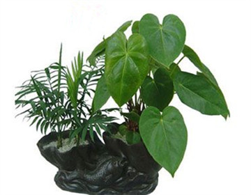紅掌不開花怎么辦