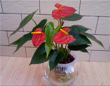 怎樣使紅掌花葉美花艷