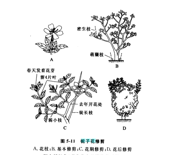 梔子花怎么修剪，梔子花什么時候修剪最適當呢