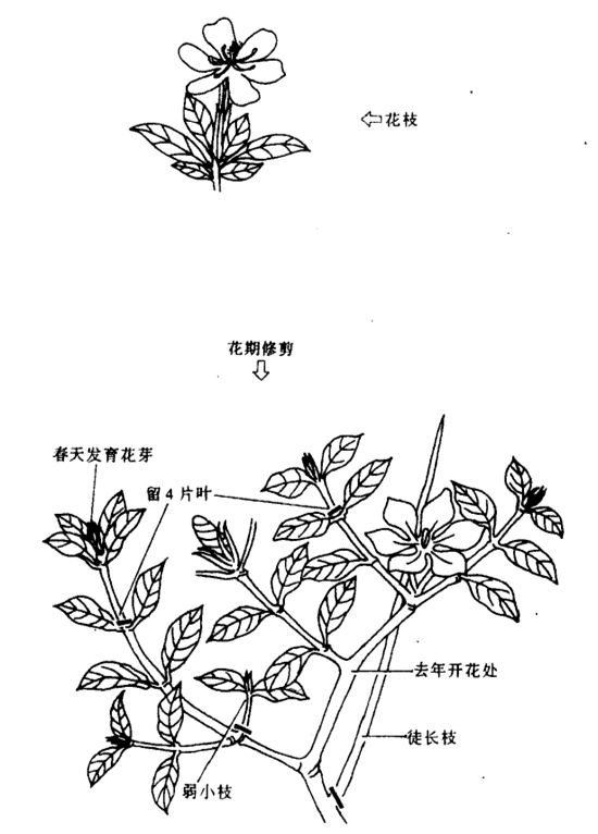 梔子花修剪圖片