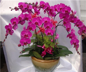 蝴蝶蘭開花期怎樣管養