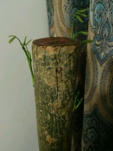 發(fā)財(cái)樹葉子發(fā)黃快死了,他用蠟燭把它救活了!