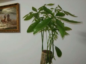 發(fā)財(cái)樹葉子發(fā)黃快死了,他用蠟燭把它救活了!