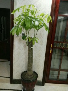 發(fā)財(cái)樹葉子發(fā)黃快死了,他用蠟燭把它救活了!