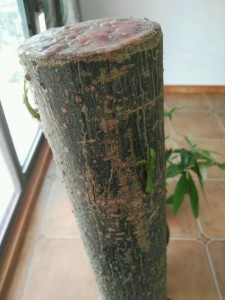 發(fā)財(cái)樹葉子發(fā)黃快死了,他用蠟燭把它救活了!