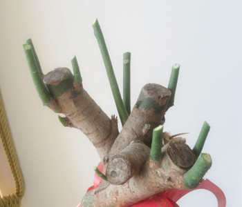 發(fā)財(cái)樹怎么修剪,發(fā)財(cái)樹的修剪方法圖