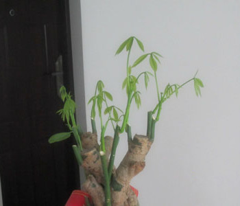 發(fā)財(cái)樹怎么修剪,發(fā)財(cái)樹的修剪方法圖