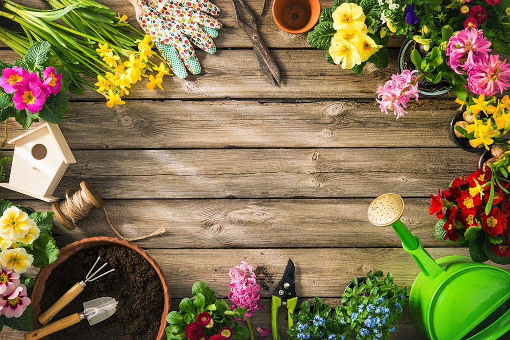 冬天養(yǎng)花妙招