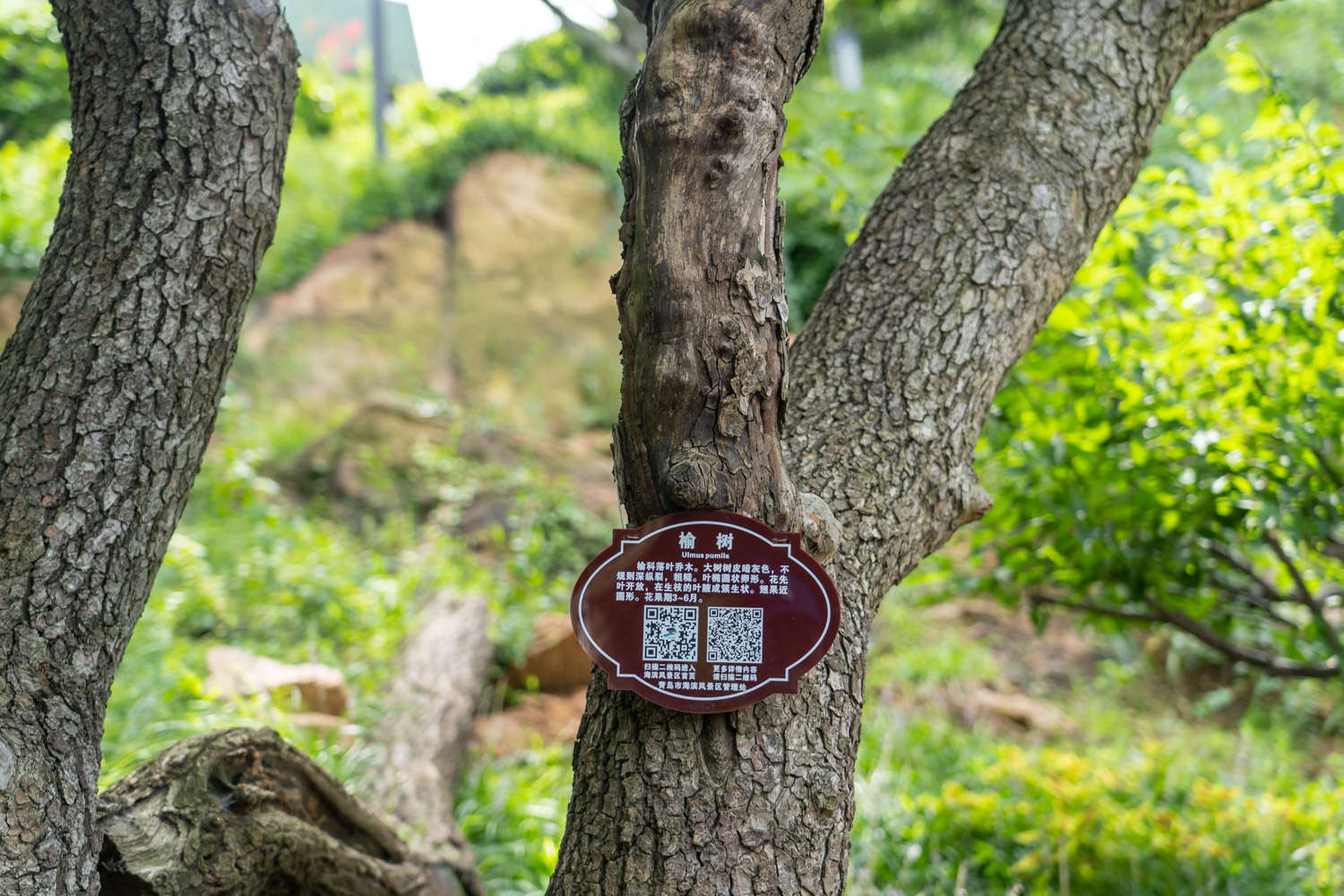 榆樹盆景的養(yǎng)護(hù)方法
