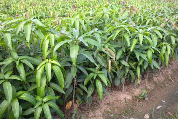 芒果苗怎么養(yǎng)護(hù)