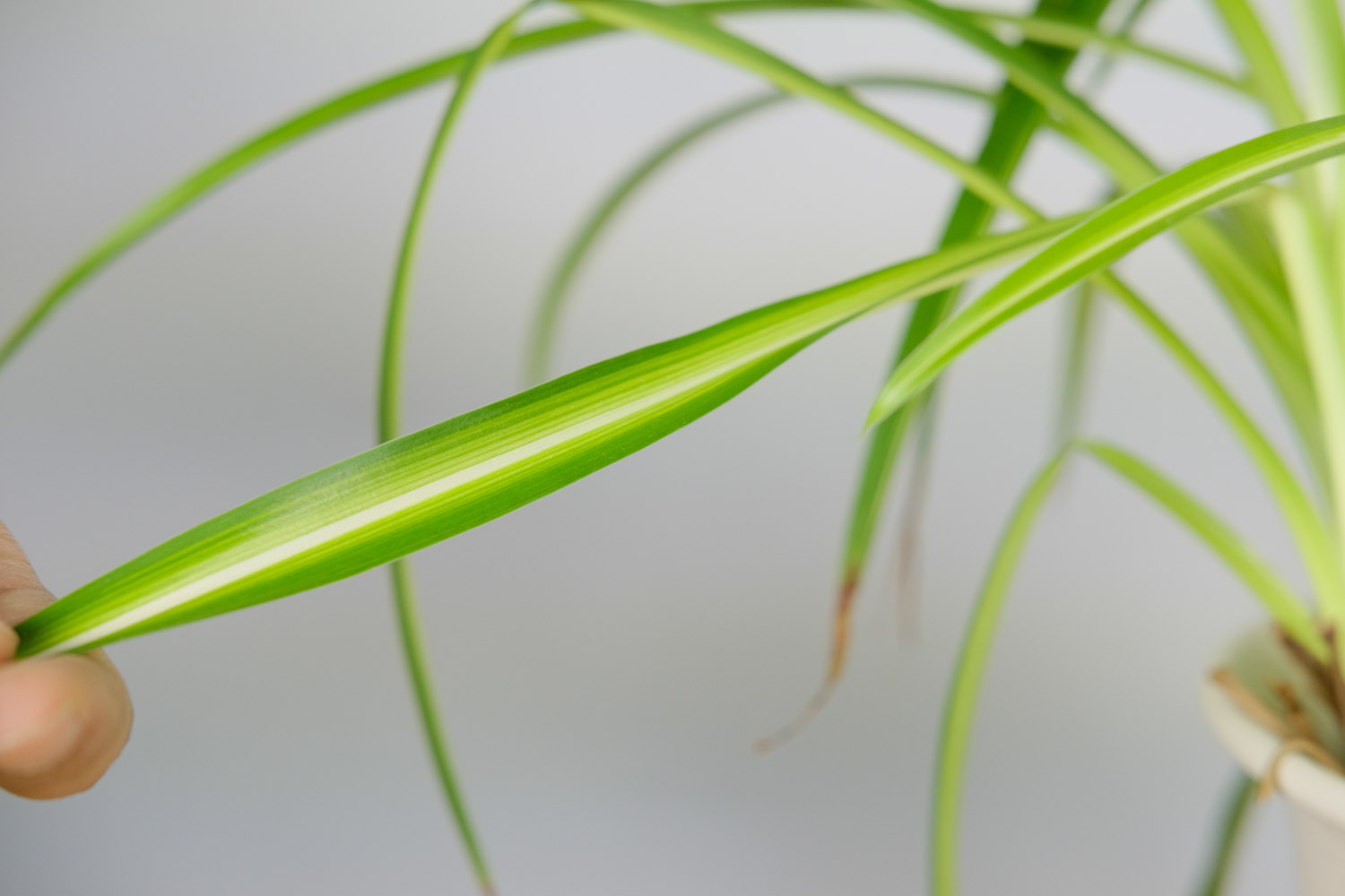 吊蘭 吊蘭怎么移植好成活