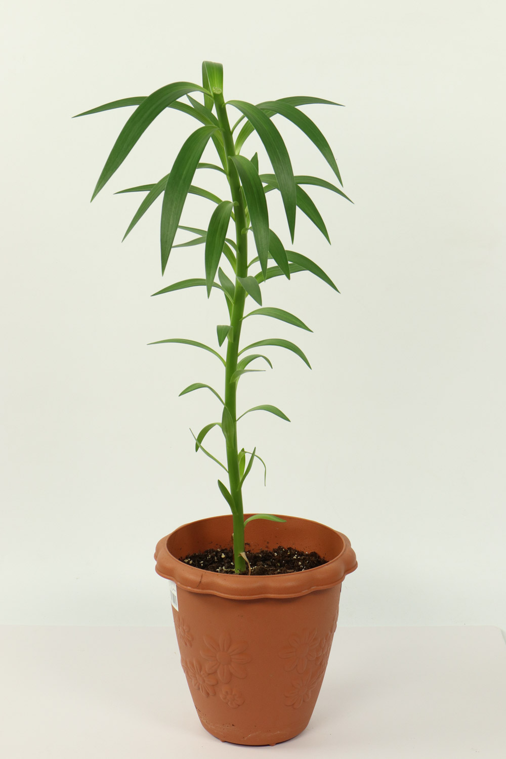 百合 夏季百合花的養(yǎng)護(hù)管理方法