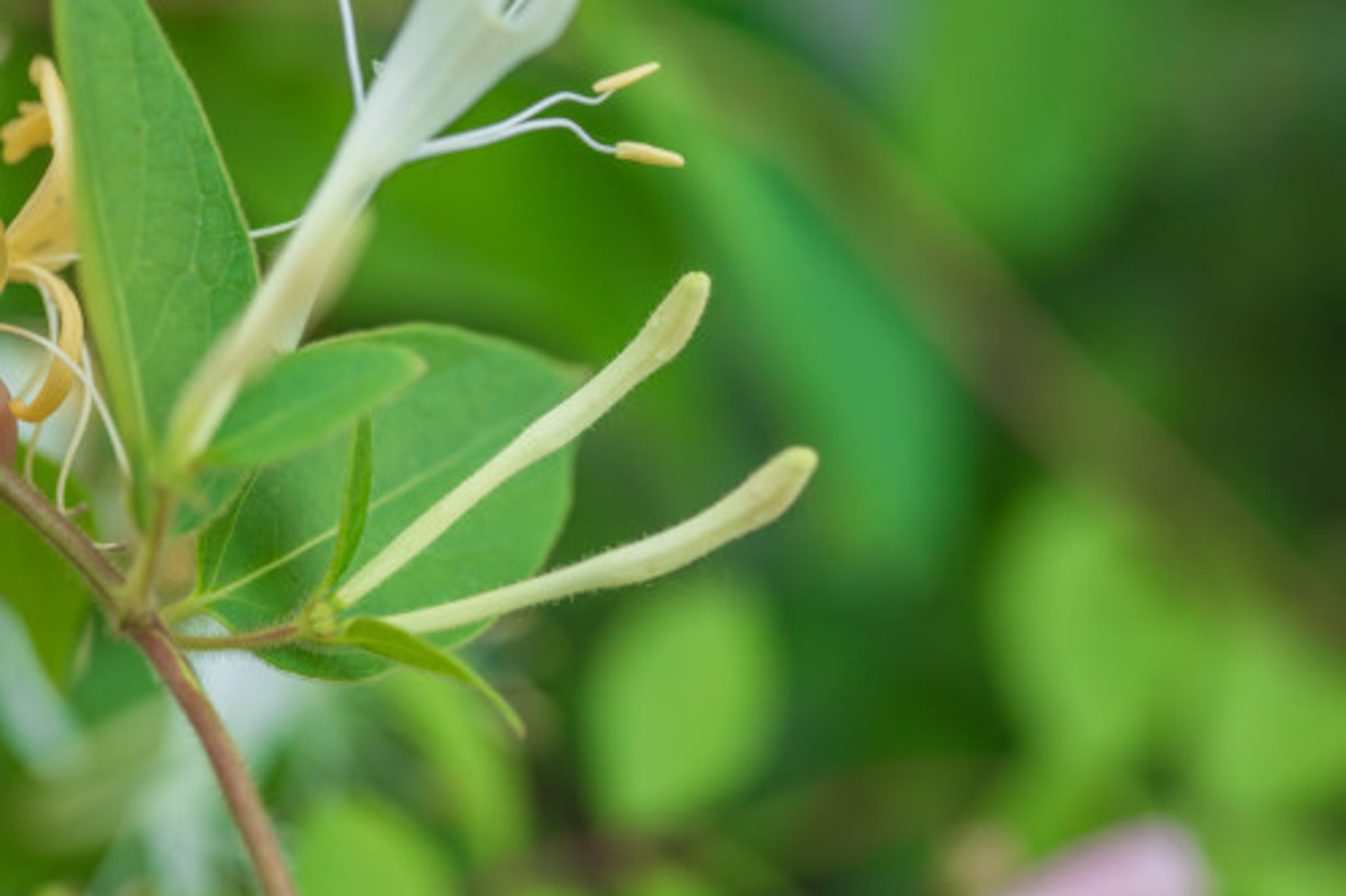 金銀花怎么盆栽養(yǎng)護