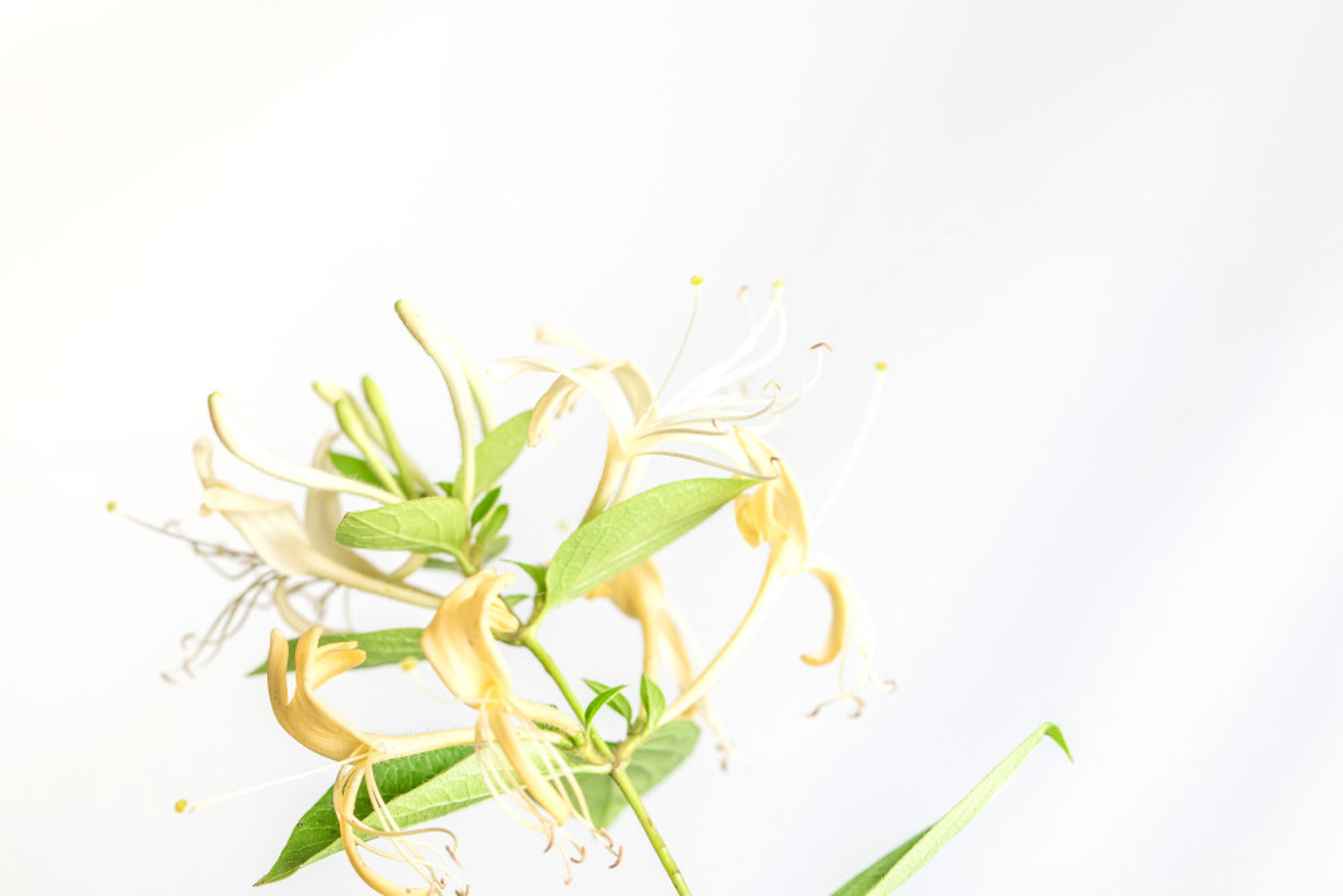 金銀花怎么盆栽養(yǎng)護