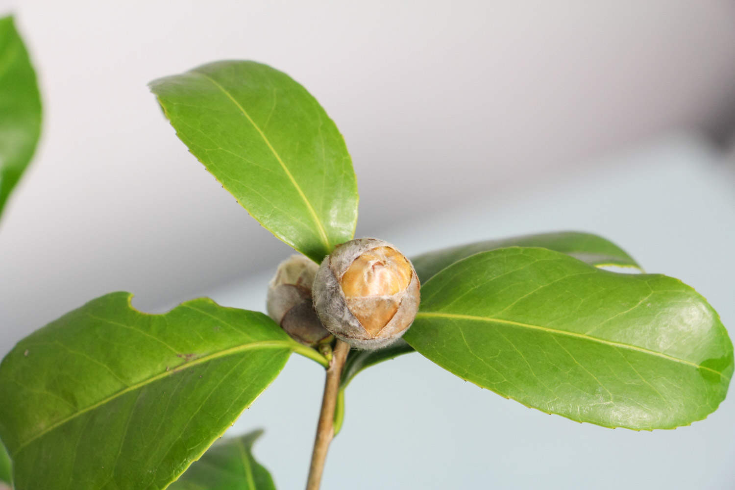 盆養茶花為什么不能小苗大盆