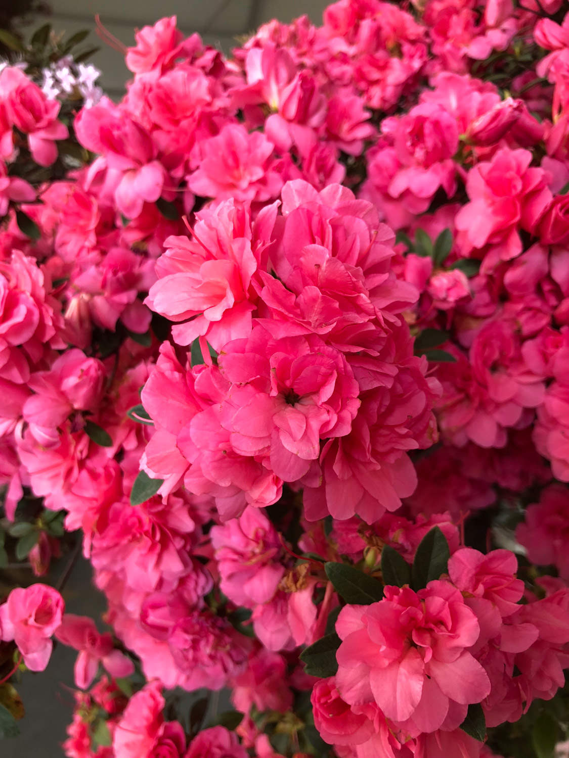 杜鵑 杜鵑花冬天掉葉子怎么解決,怎么處理