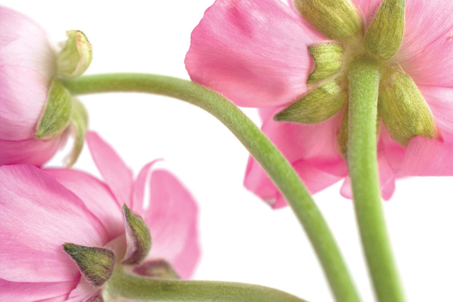 花毛茛 花毛茛葉子發黃怎么解決,怎么處理