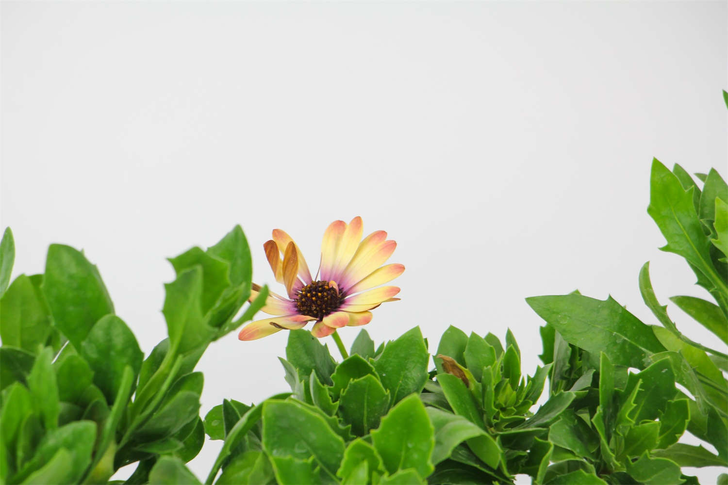 藍目菊 藍目菊葉子發黃怎么解決,怎么處理