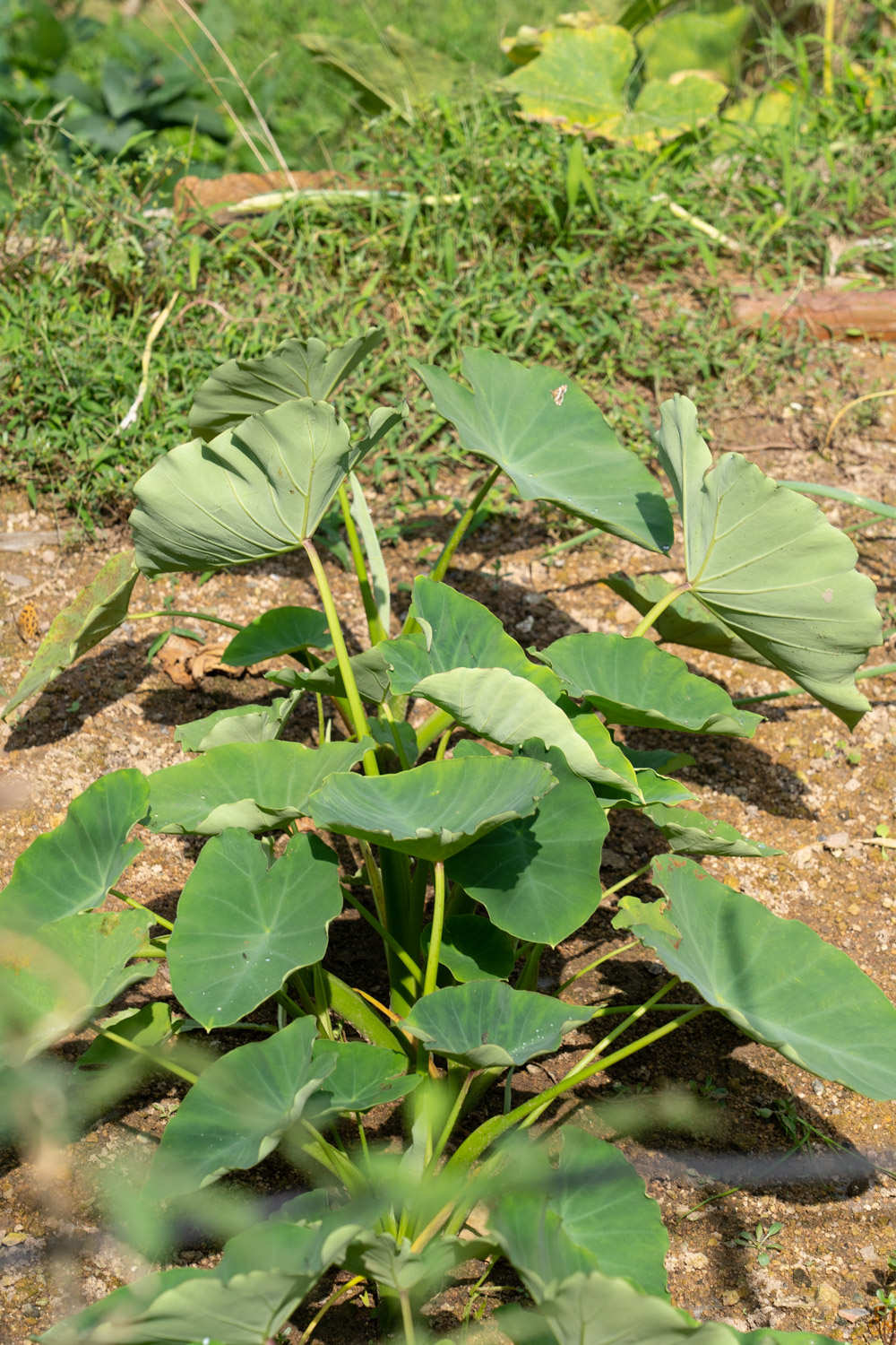 芋頭 家庭種植芋頭的方法