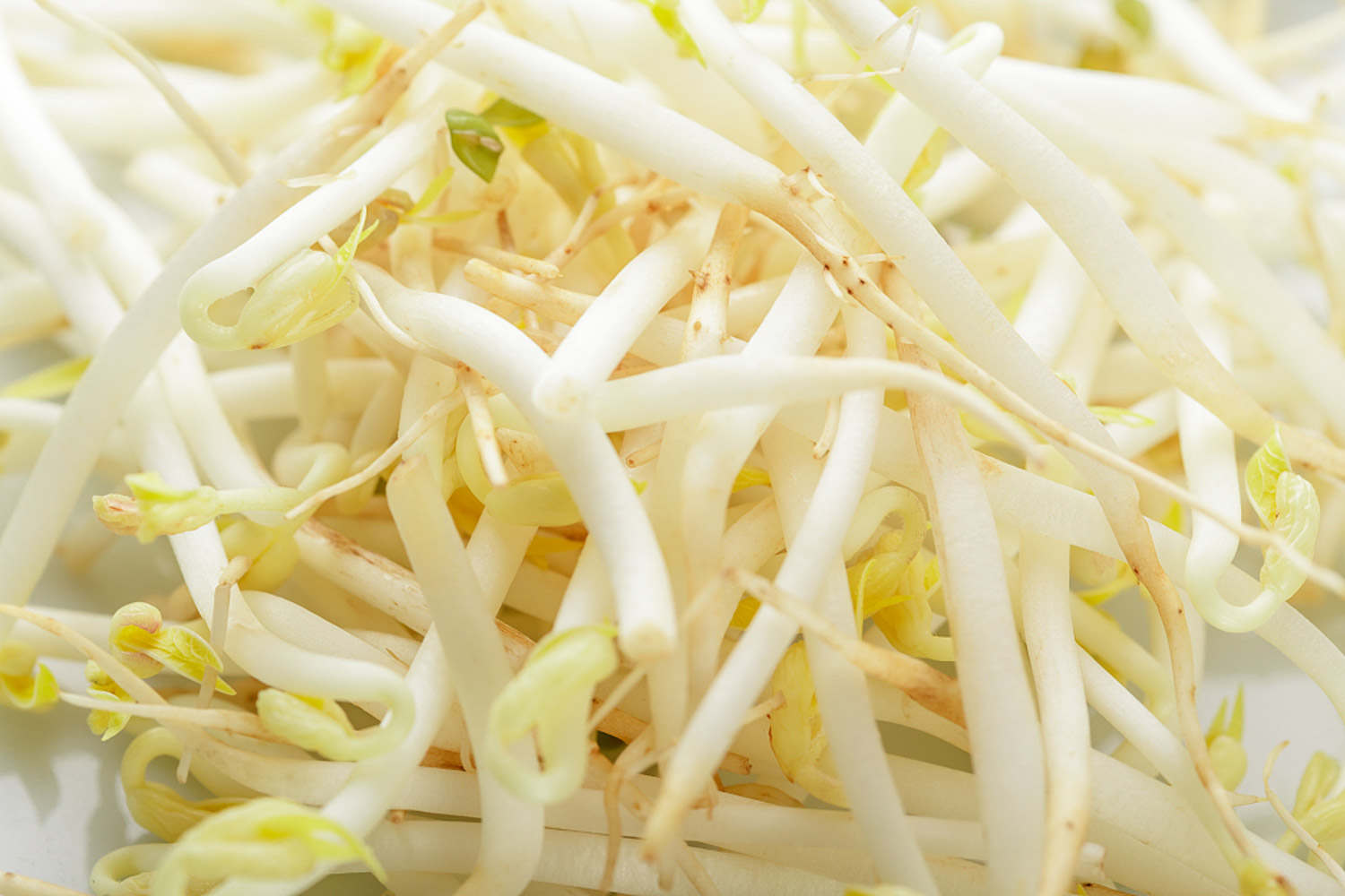 豆芽 視頻小教程:在家怎么生豆芽
