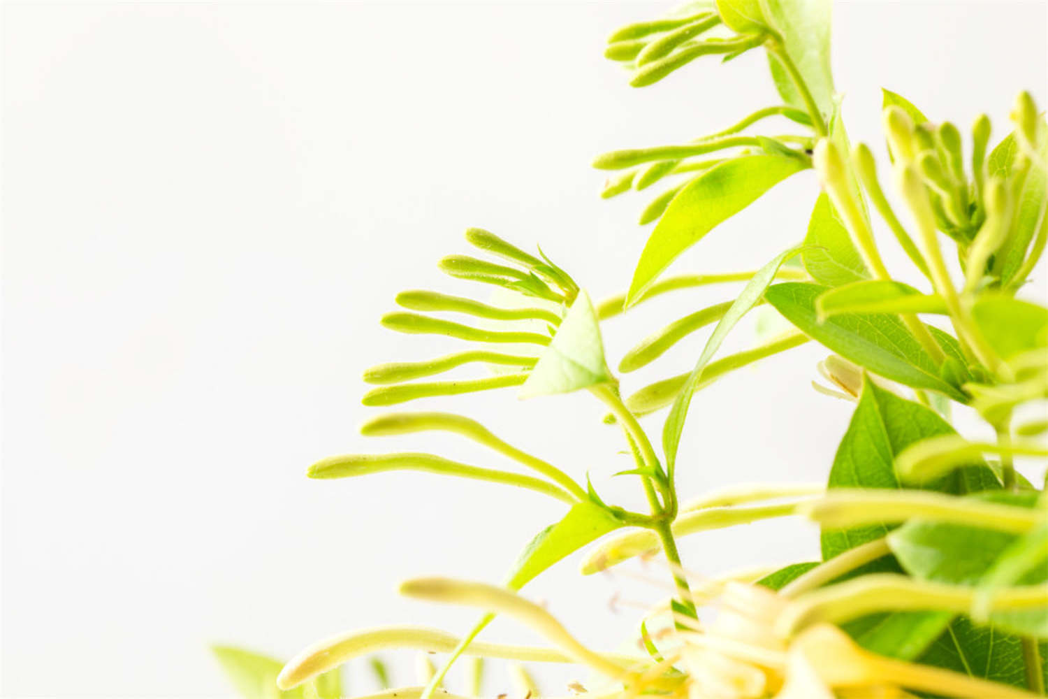金銀花 金銀花葉子發黃怎么解決,怎么處理