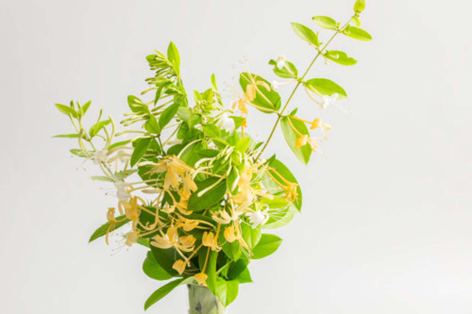 金銀花 金銀花葉子發黃怎么解決,怎么處理