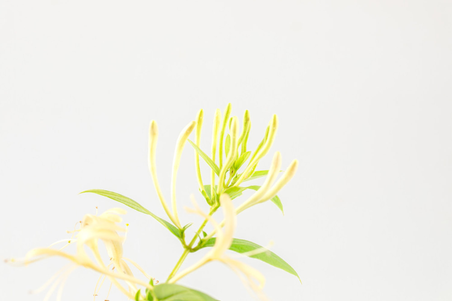 金銀花 金銀花葉子發黃怎么解決,怎么處理