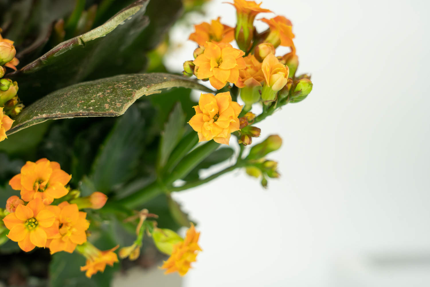 長壽花 長壽花葉子發黃怎么解決,怎么處理