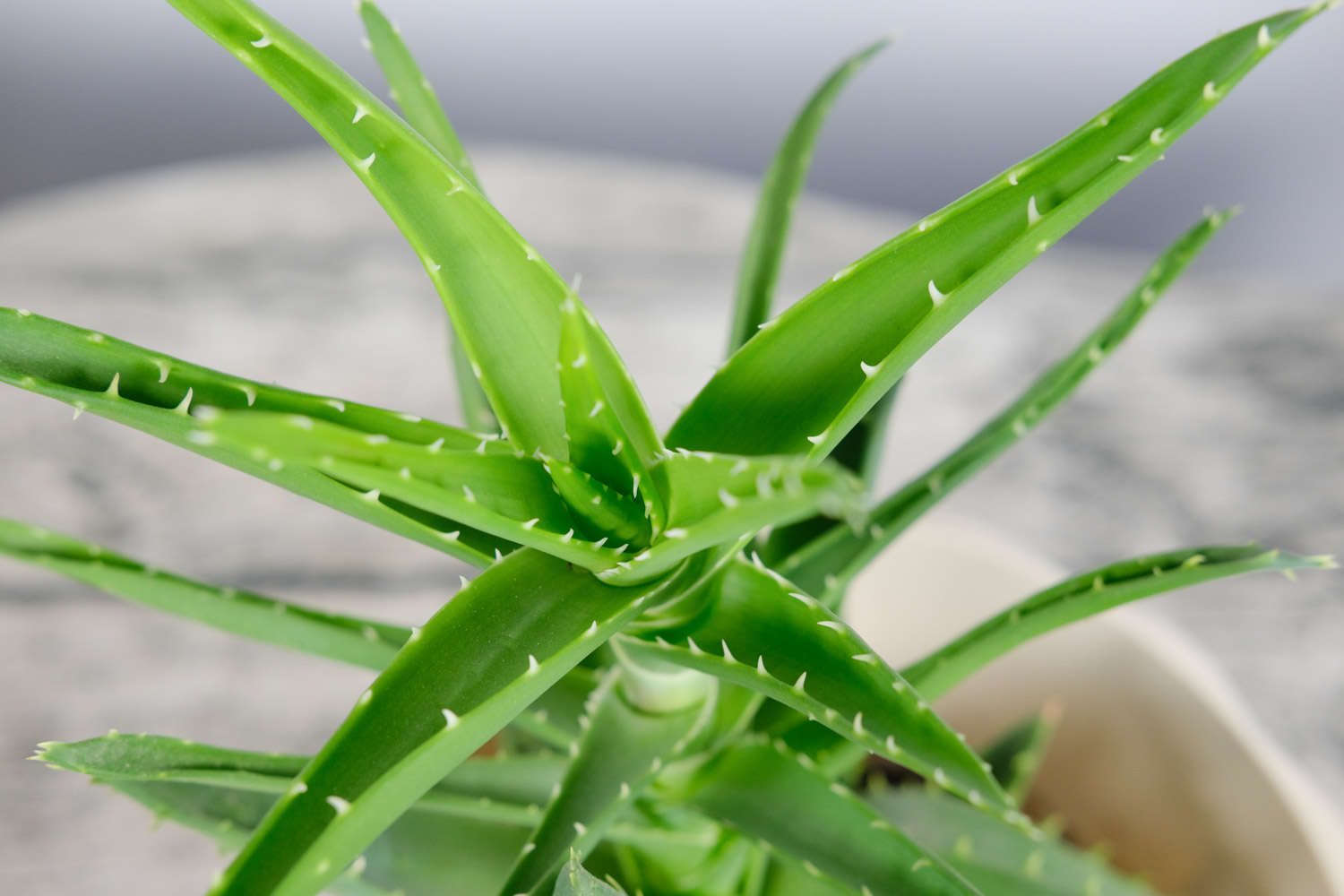 蘆薈 蘆薈葉子發(fā)黃怎么解決,怎么處理