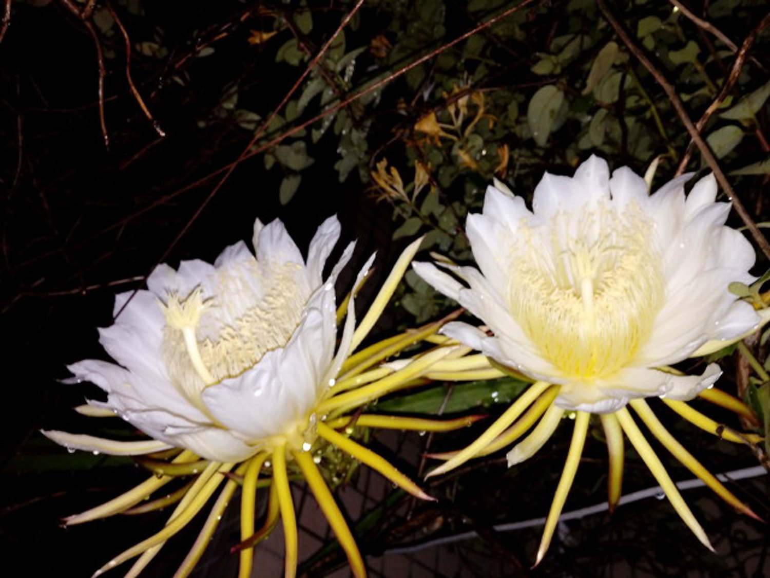 曇花 曇花葉子發黃怎么解決,怎么處理