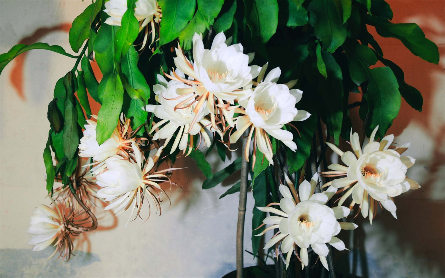 曇花 曇花葉子發黃怎么解決,怎么處理