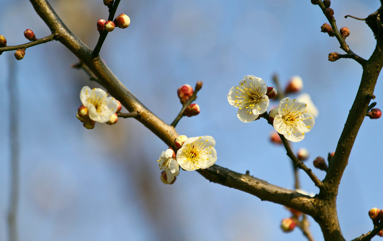 梅花 梅花葉子發黃怎么解決,怎么處理
