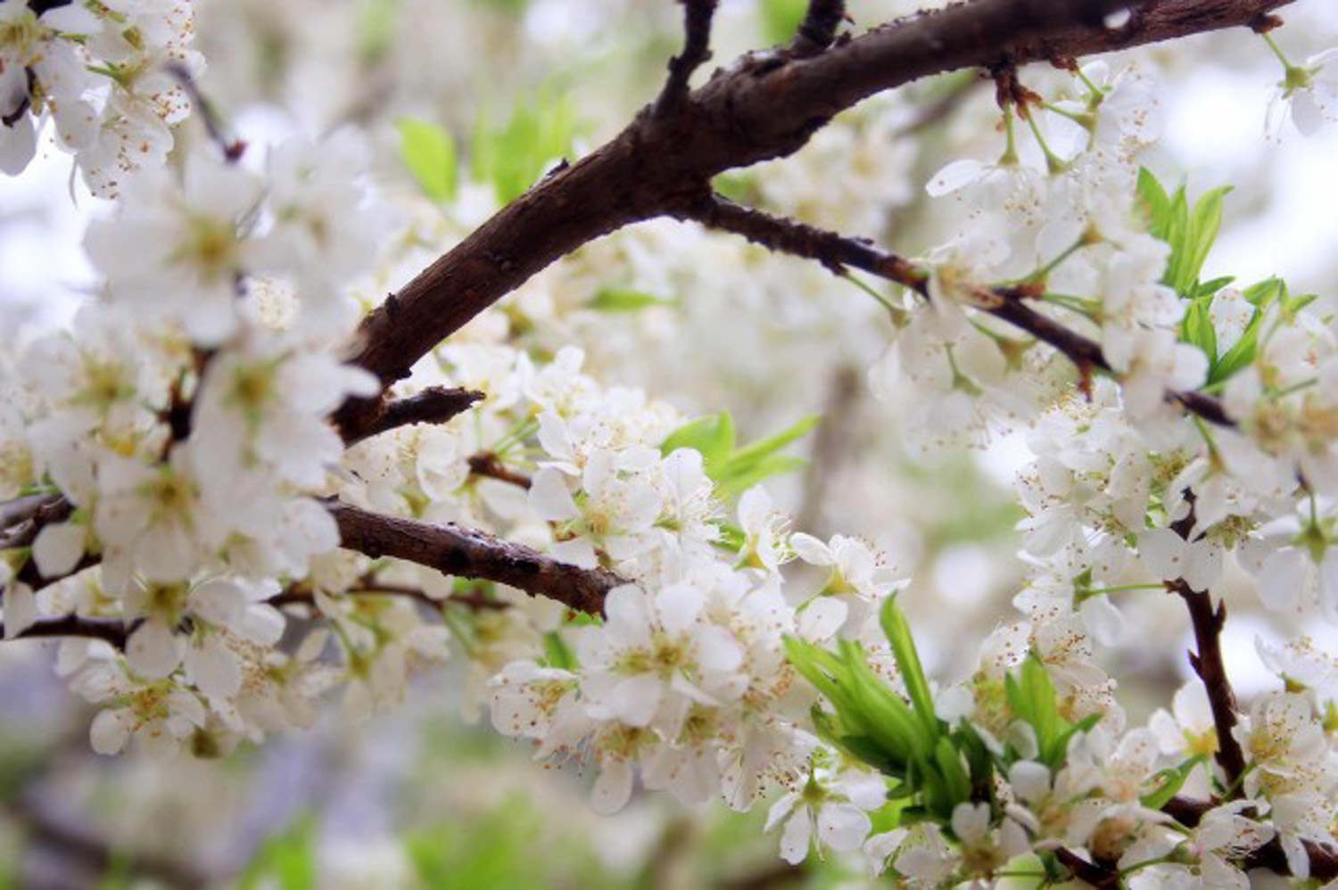 梅花 梅花葉子發黃怎么解決,怎么處理