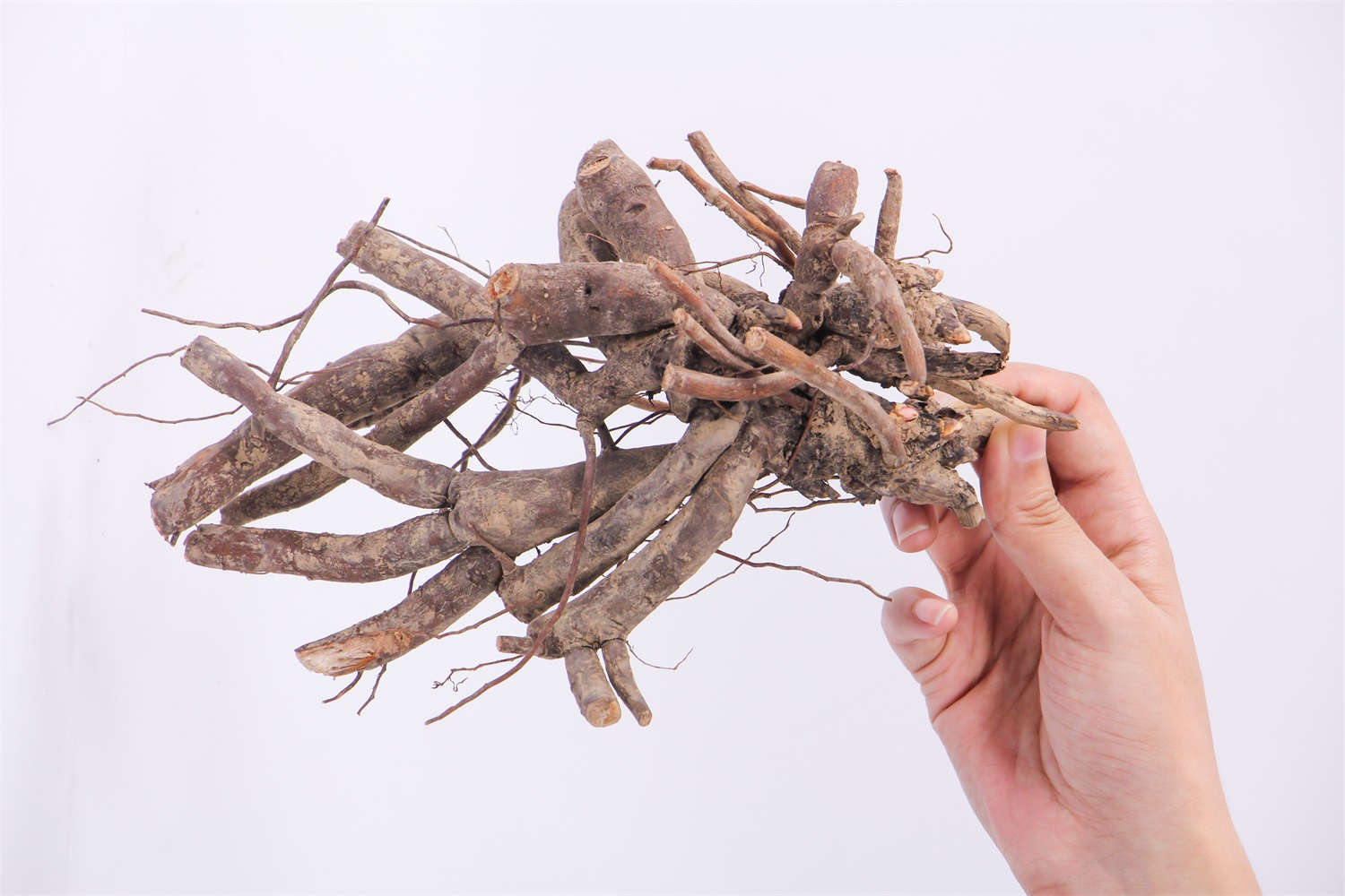 牡丹 牡丹花葉子發(fā)黃怎么解決,怎么處理