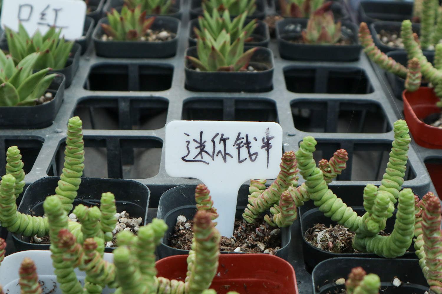 錢串 錢串子葉子發(fā)黃怎么解決,怎么處理