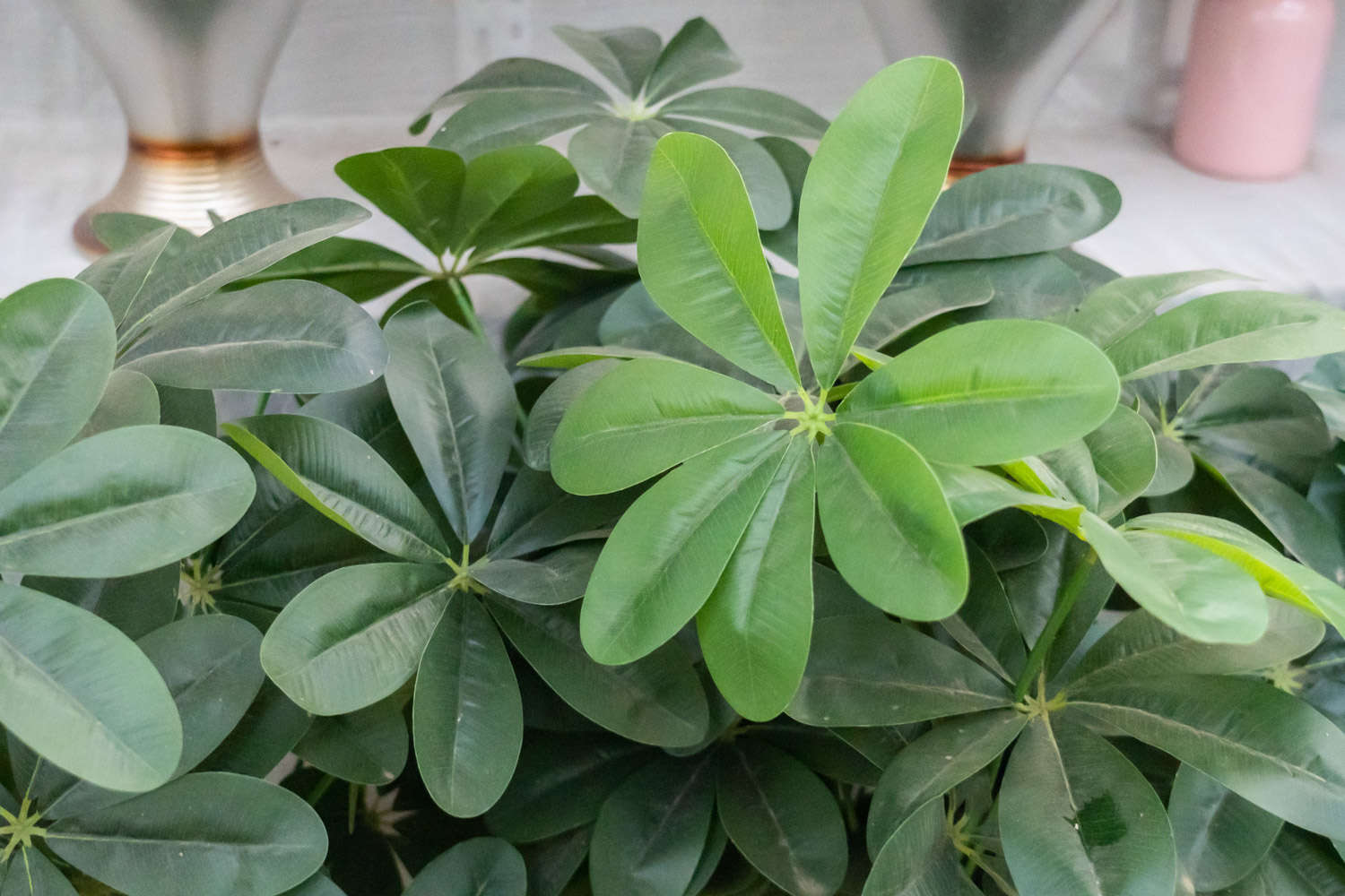 鴨腳木 鴨掌木葉子發黃怎么解決,怎么處理