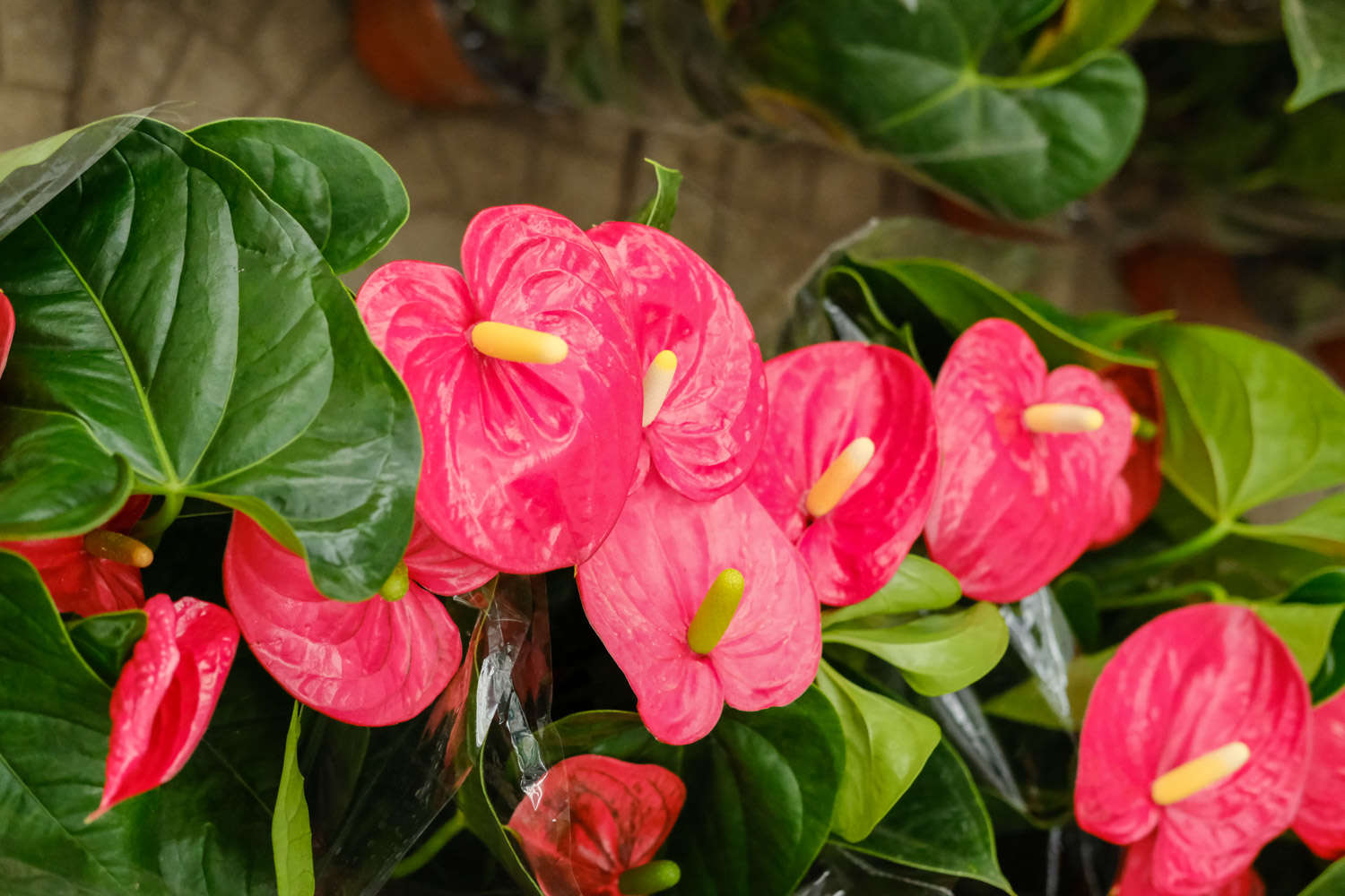 紅掌 紅掌葉子發黃焦邊干枯是怎么回事