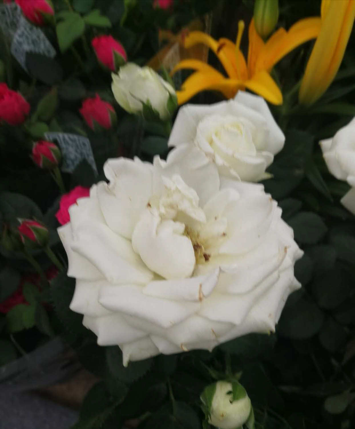 月季 月季花如何壓條繁殖(圖)