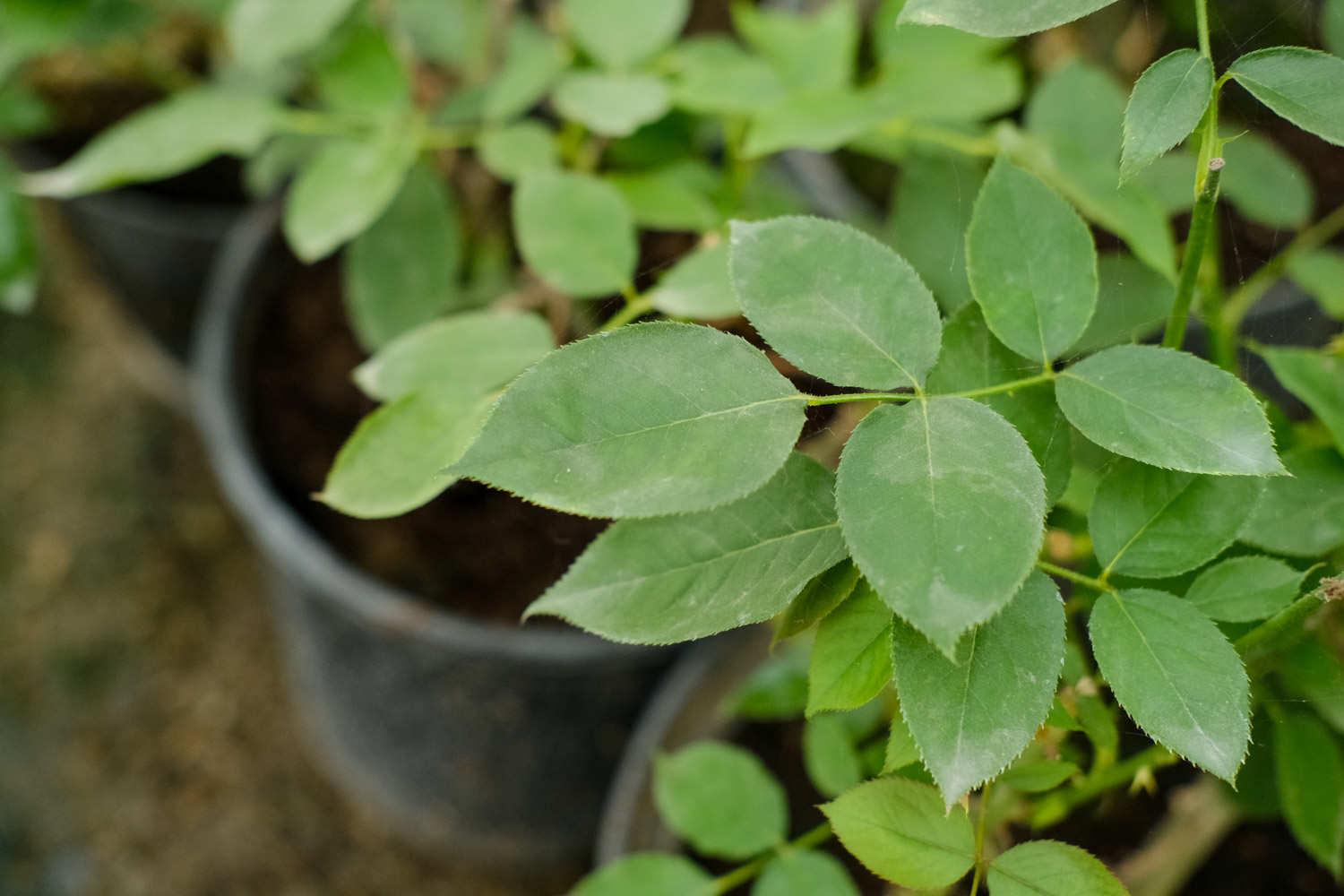 怎樣讓盆栽月季開花不斷